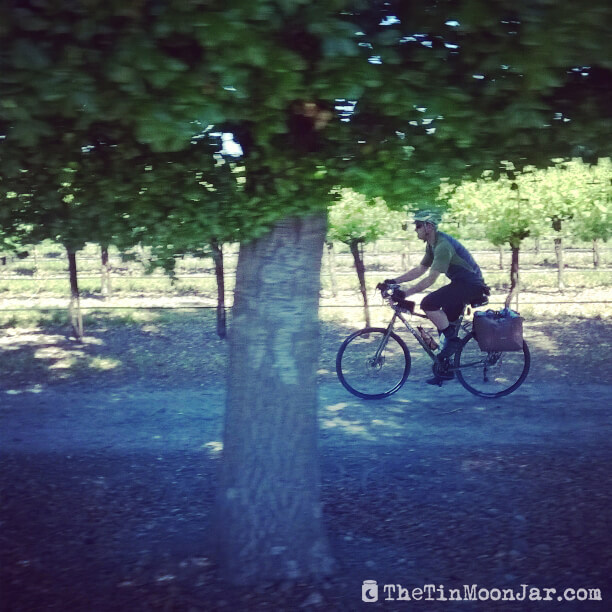 Vineyards | Delta Bike Tour | A blog series exploring a two day road bike tour around the Sacramento Delta. Includes route maps and pics. JamieThornton.com #deltabiketour