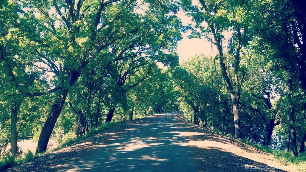 Wakeena Slough Rd with trees | Rio Vista hills | Delta Bike Tour | A blog series exploring a two day road bike tour around the Sacramento Delta. Includes route maps and pics. JamieThornton.com #deltabiketour