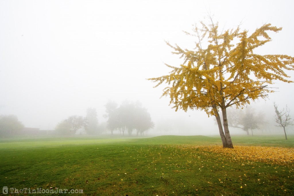 Fog and a brilliant yellow tree