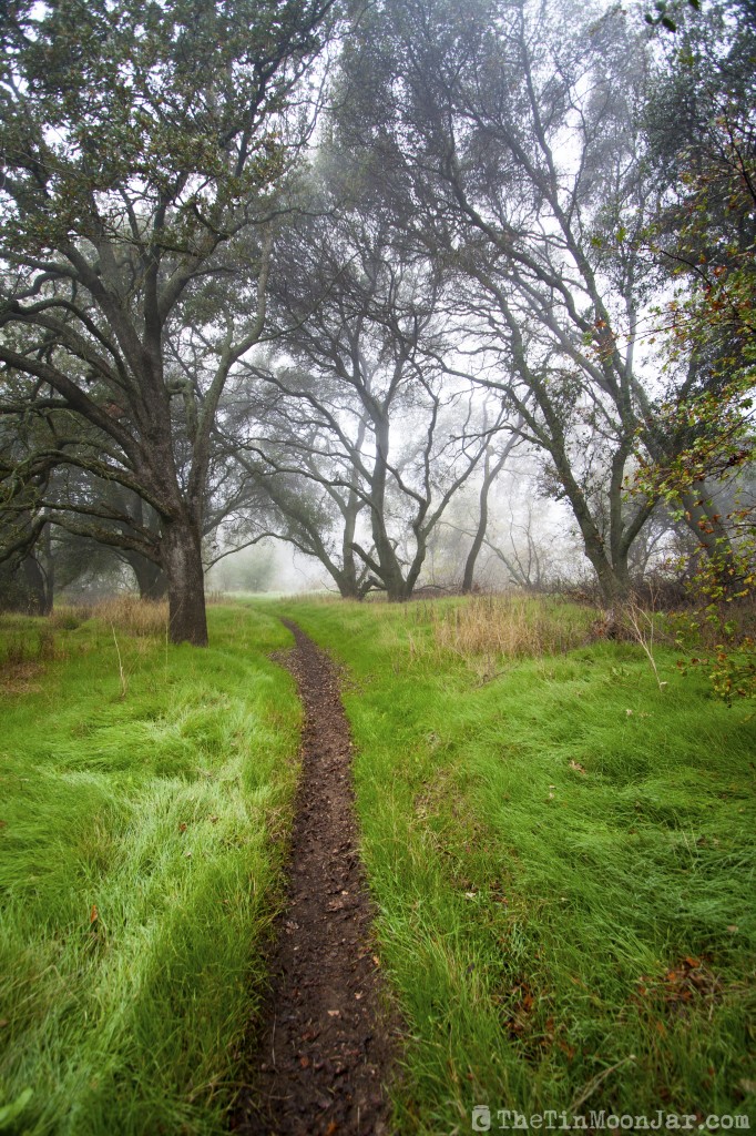 Fog on a winding trail