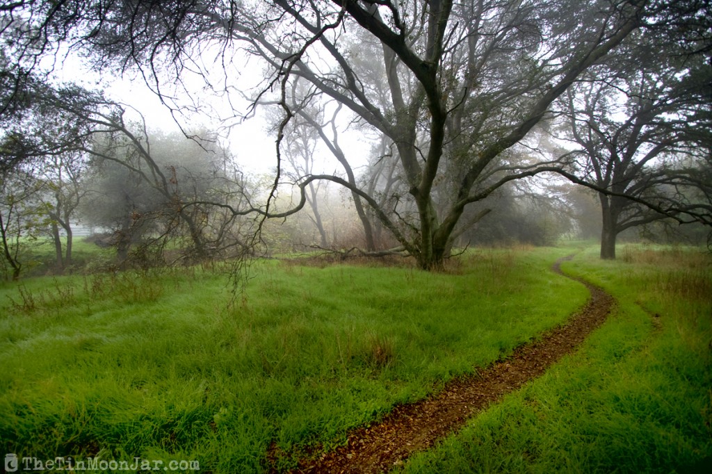Fog on a winding trail with oak trees