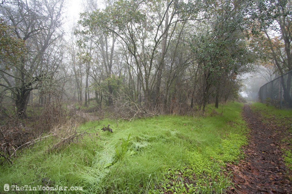 The importance of weather and setting in fiction | A Feast of Weeds | JamieThornton.com #fog