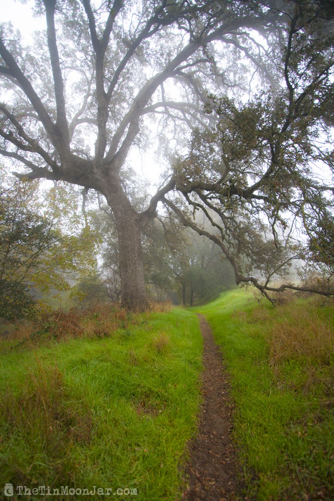 The importance of weather and setting in fiction | A Feast of Weeds | JamieThornton.com #fog