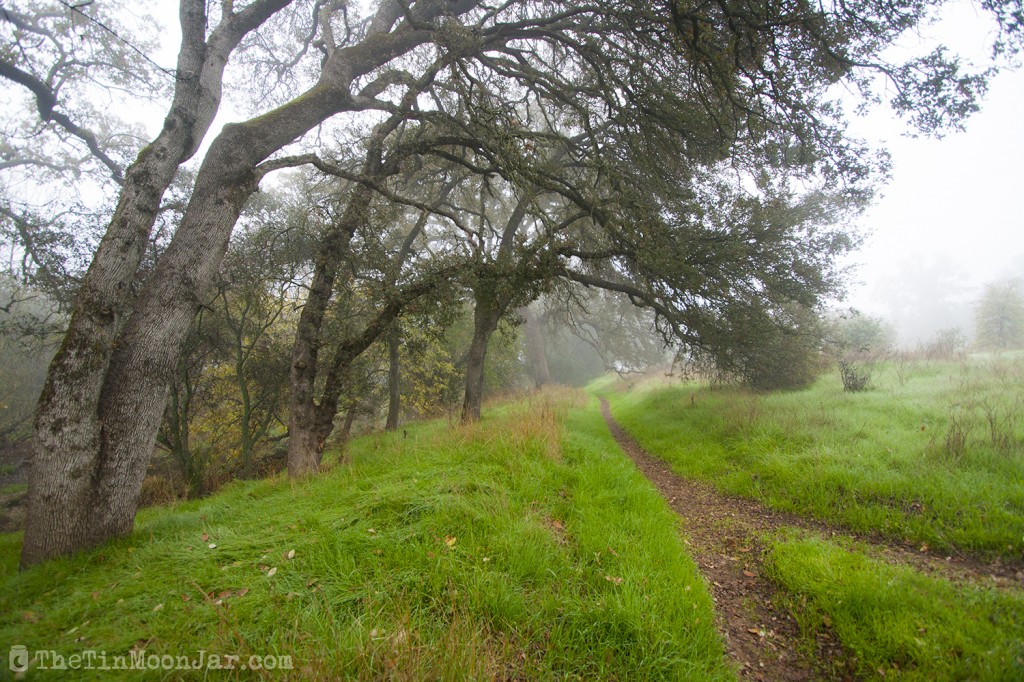 The importance of weather and setting in fiction | A Feast of Weeds | JamieThornton.com #fog