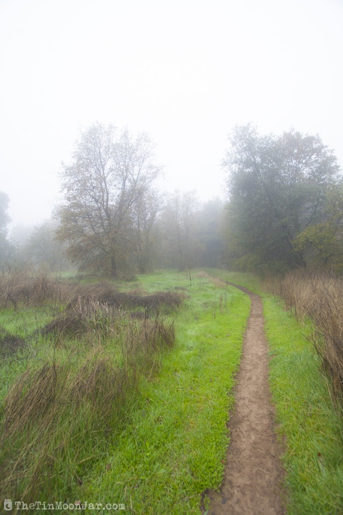 The importance of weather and setting in fiction | A Feast of Weeds | JamieThornton.com #fog