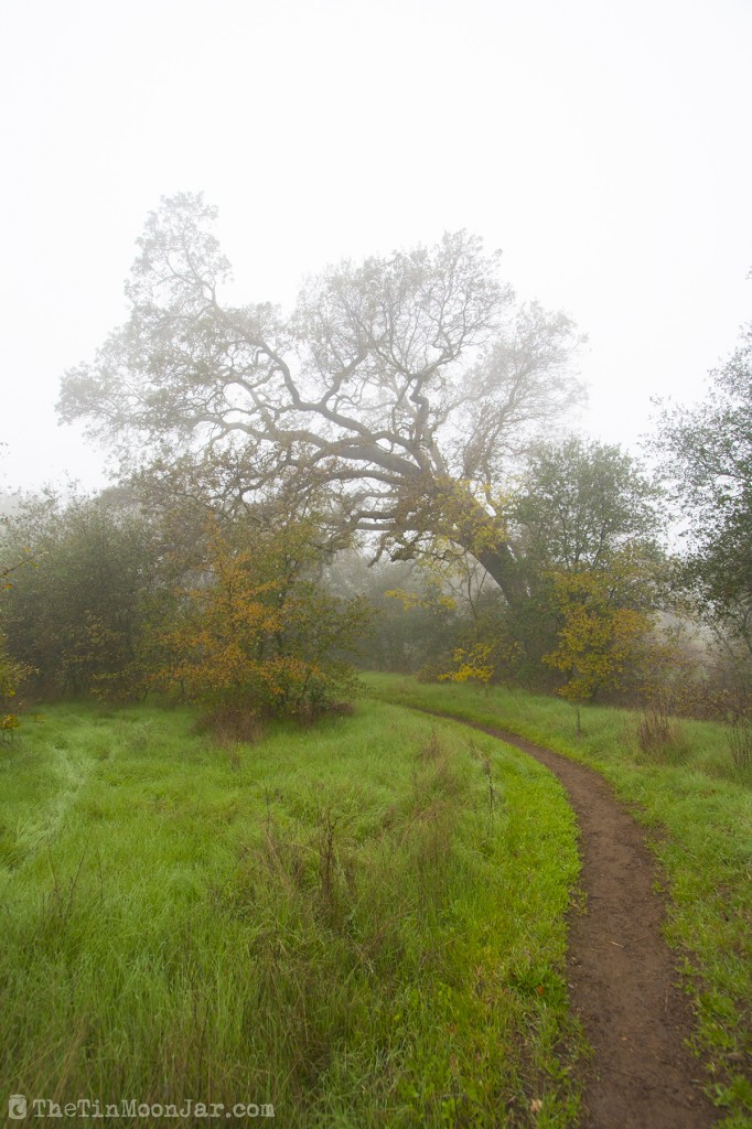 The importance of weather and setting in fiction | A Feast of Weeds | JamieThornton.com #fog