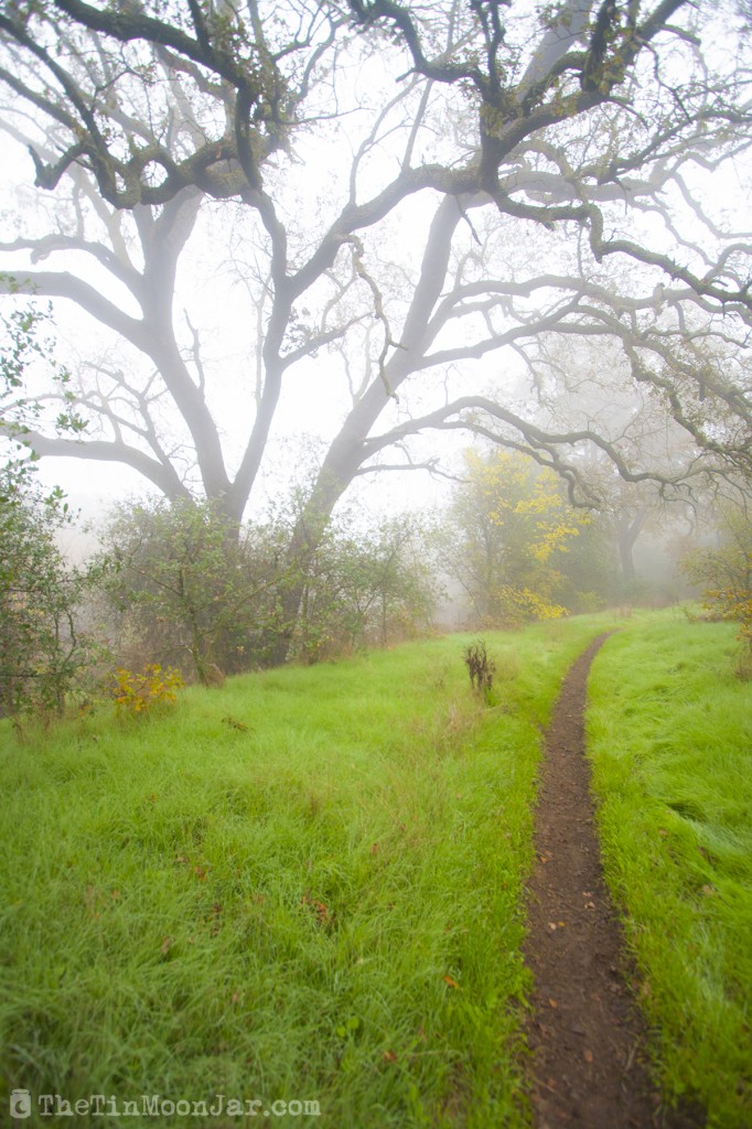 The importance of weather and setting in fiction | A Feast of Weeds | JamieThornton.com #fog