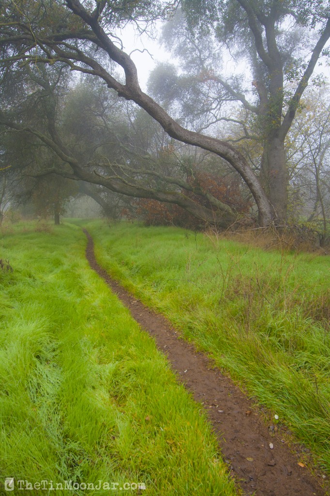 The importance of weather and setting in fiction | A Feast of Weeds | JamieThornton.com #fog