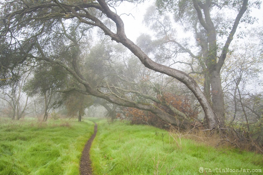 The importance of weather and setting in fiction | A Feast of Weeds | JamieThornton.com #fog