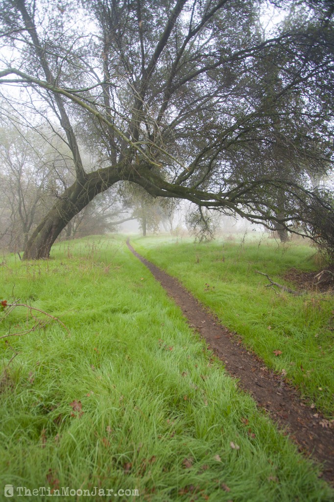 The importance of weather and setting in fiction | A Feast of Weeds | JamieThornton.com #fog