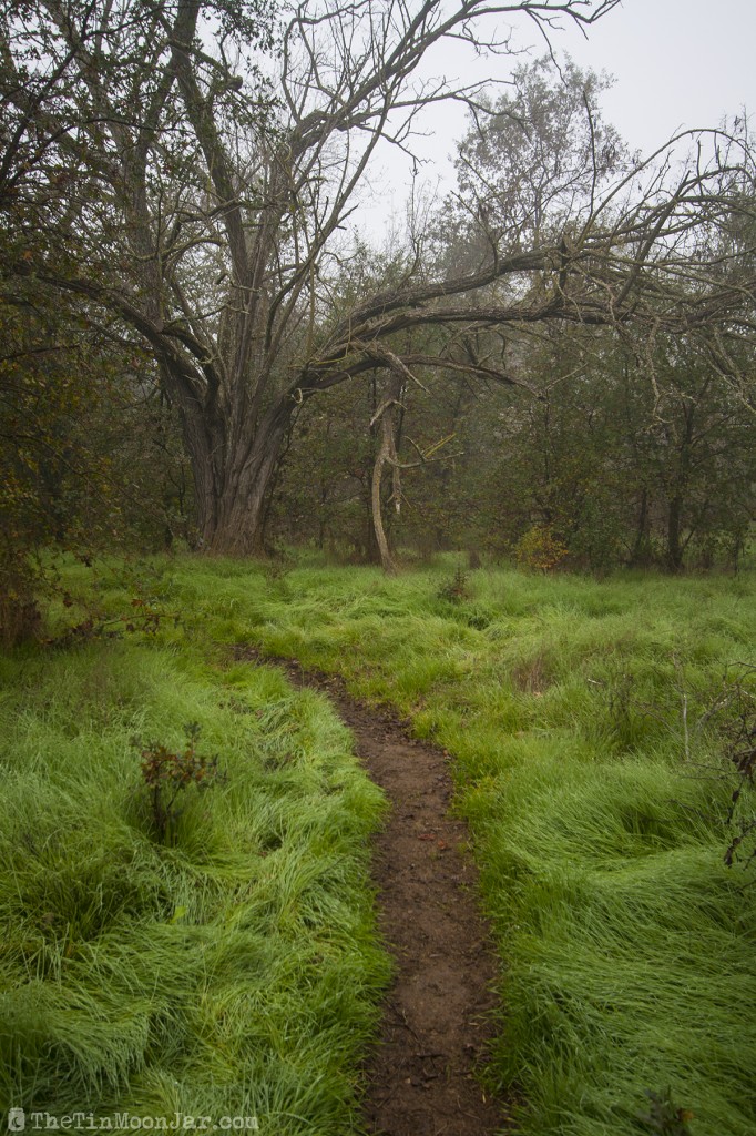 The importance of weather and setting in fiction | A Feast of Weeds | JamieThornton.com #fog