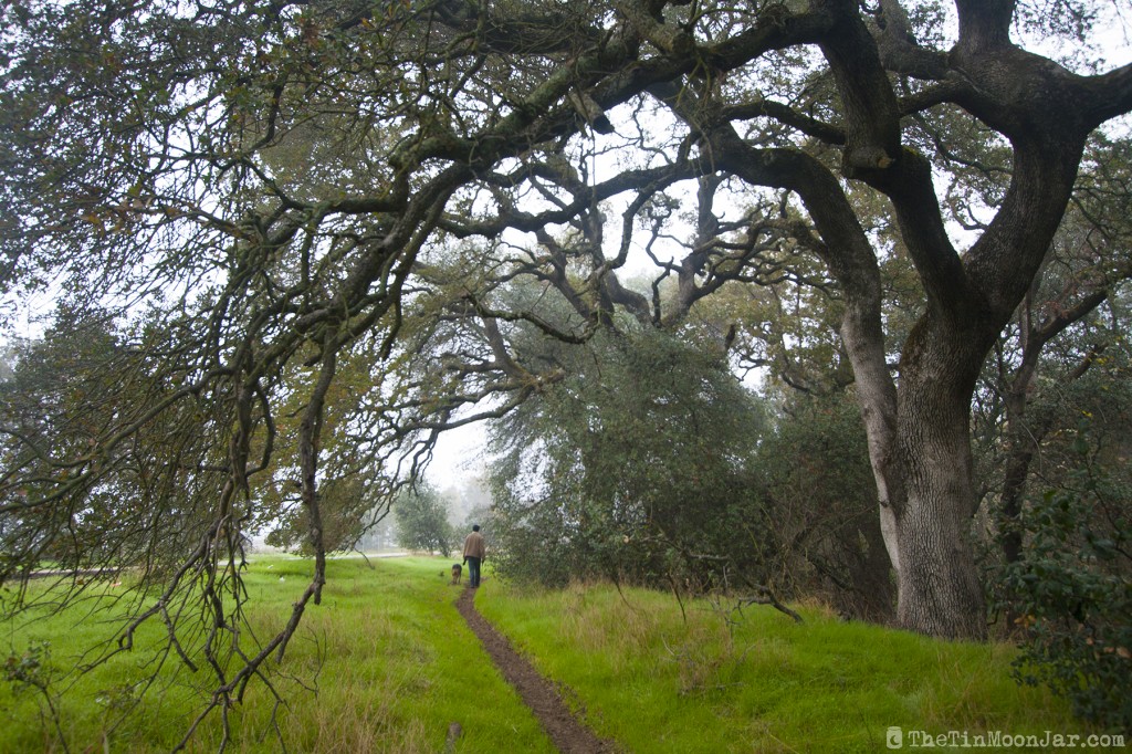 The importance of weather and setting in fiction | A Feast of Weeds | JamieThornton.com #fog