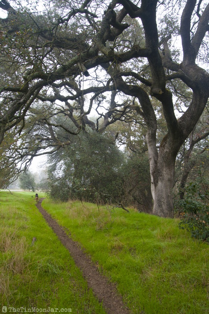 The importance of weather and setting in fiction | A Feast of Weeds | JamieThornton.com #fog